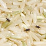 Should I throw away rice with weevils?