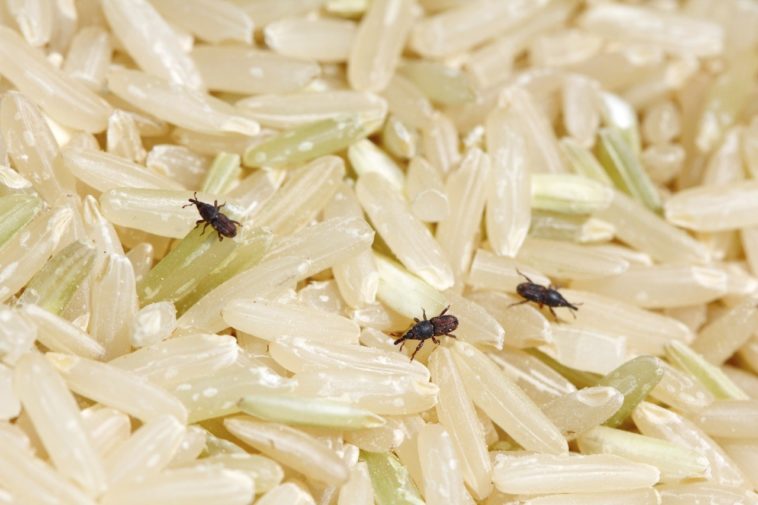 Should I throw away rice with weevils?