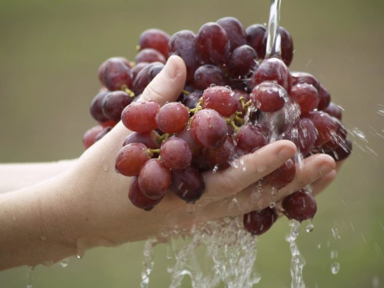 Should I wash grapes before making wine?