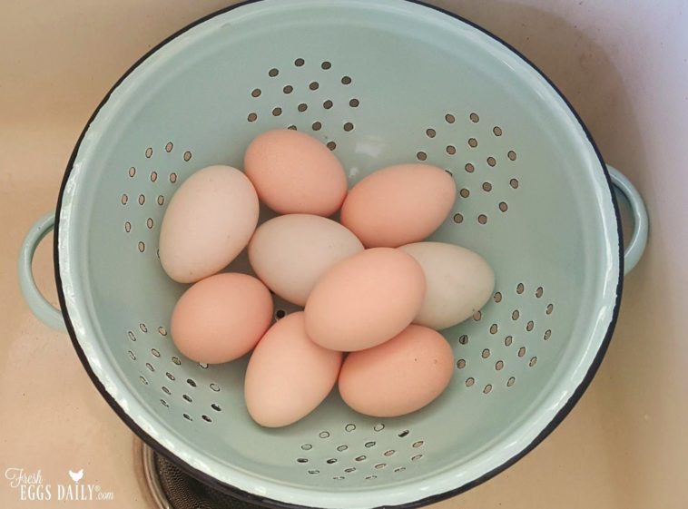 Should fresh eggs be washed?