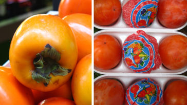 Should persimmons be soft or hard?