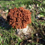 Should you cut or pull morels?