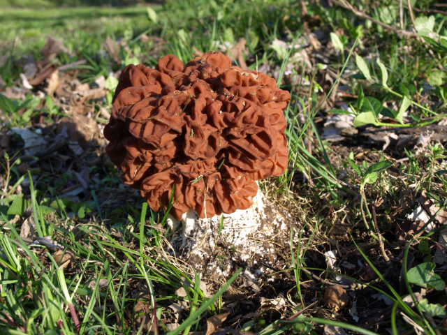 Should you cut or pull morels?