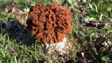 Should you cut or pull morels?