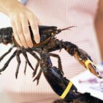 Should you kill lobster before cooking?