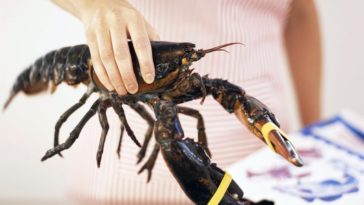 Should you kill lobster before cooking?