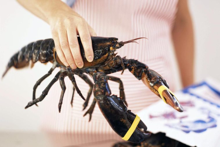 Should you kill lobster before cooking?