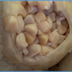 Should you rinse scallops before cooking?