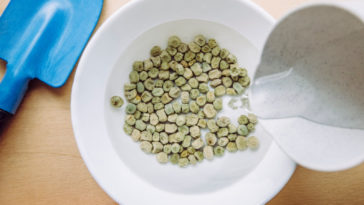 Should you soak squash seeds before planting?