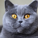 What age do British Shorthair cats live to?