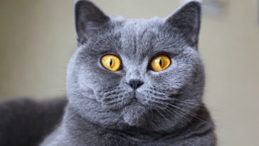 What age do British Shorthair cats live to?