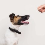 What age should a puppy be house trained by?