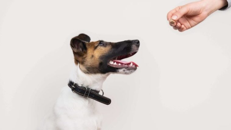 What age should a puppy be house trained by?