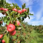 What apple Orchard was voted best in the US in the year 2020?