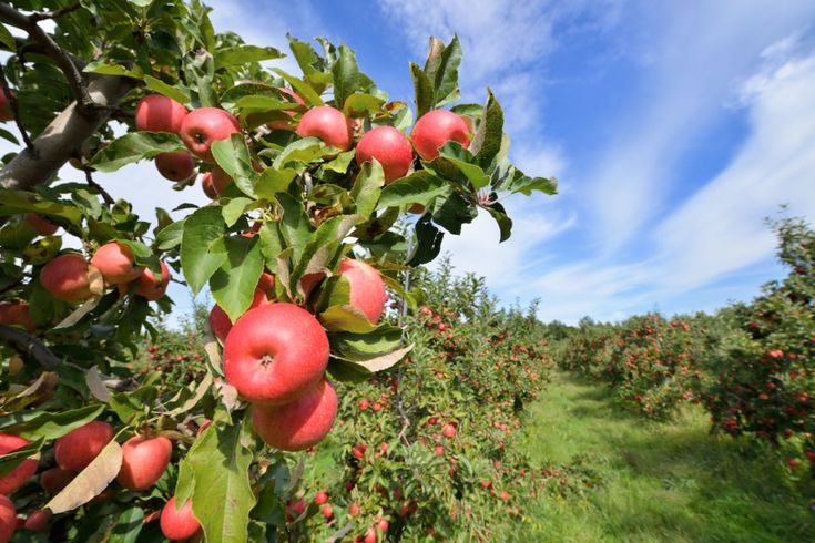 What apple Orchard was voted best in the US in the year 2020?