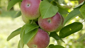 What apple is in season now?