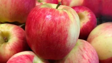What apple is similar to Ambrosia?