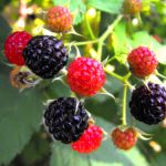 What are benefits of raspberries?