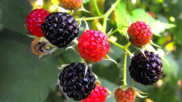 What are benefits of raspberries?