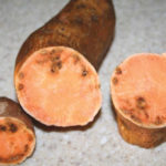 What are black spots inside sweet potatoes?