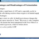 What are disadvantages of fermentation?