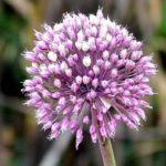 What are onion flowers called?