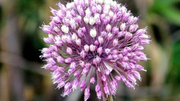 What are onion flowers called?