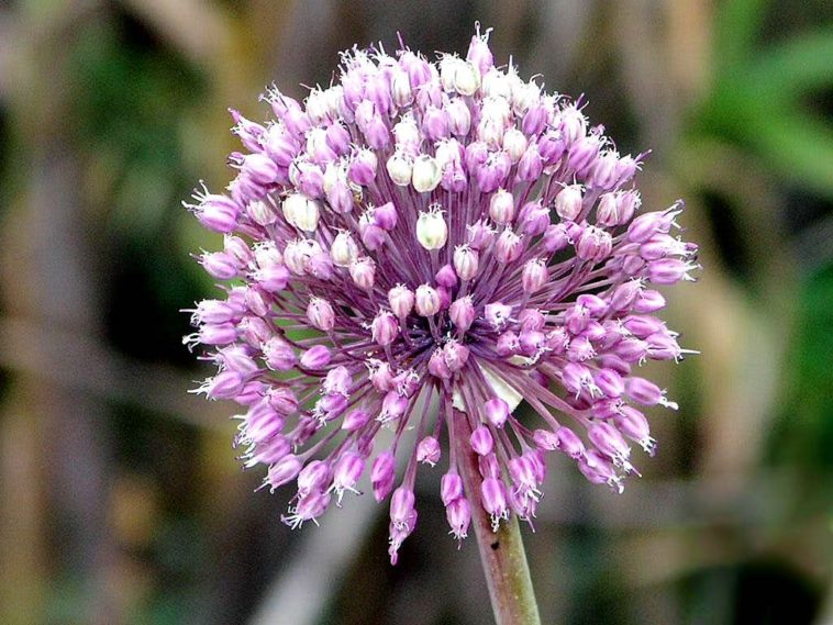 What are onion flowers called?