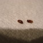 What are small brown insects in my kitchen?