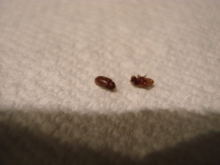 What are small brown insects in my kitchen?