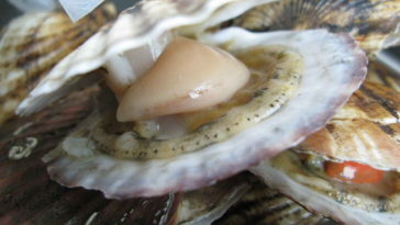 What are the 2 types of seafood?