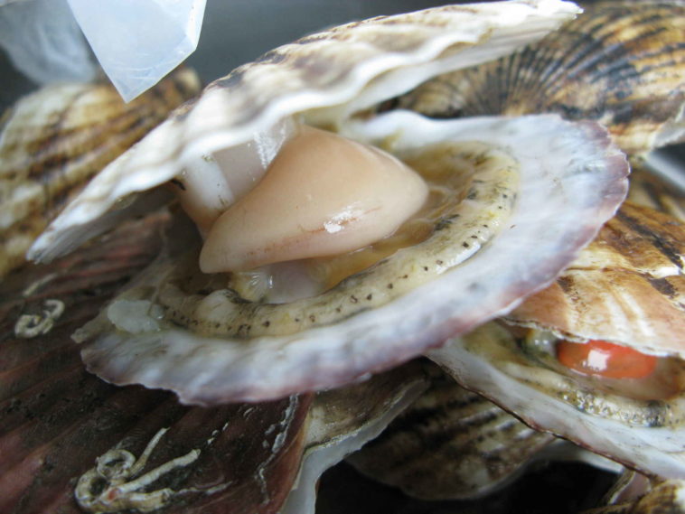 What are the 2 types of seafood?