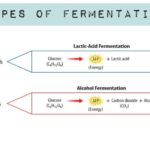 What are the 3 types of fermentation?