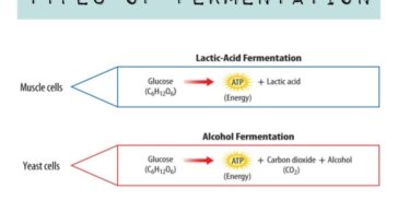 What are the 3 types of fermentation?