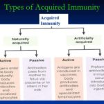 What are the 4 types of immunity?