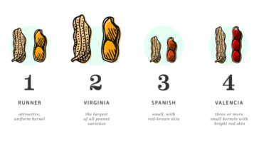 What are the 4 types of peanuts?