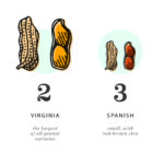What are the 4 types of peanuts?