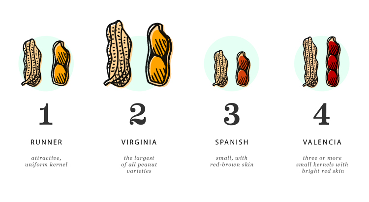 What are the 4 types of peanuts?
