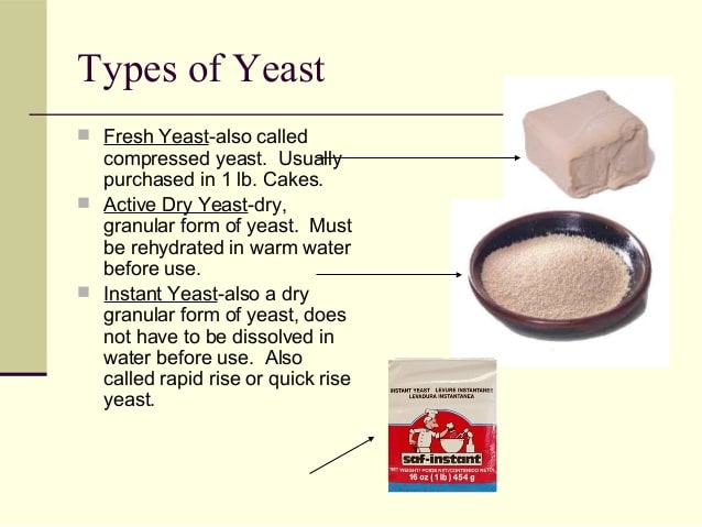 What are the 4 types of yeast?