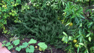 What are the 7 Holy herbs?