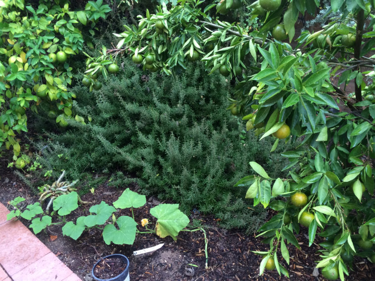 What are the 7 Holy herbs?