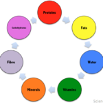 What are the 7 types of food?