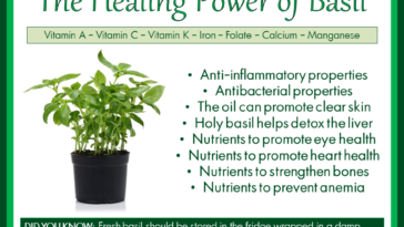 What are the benefits of eating basil?