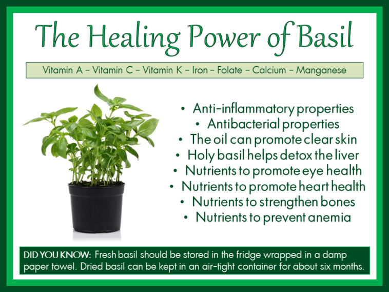What are the benefits of eating basil?