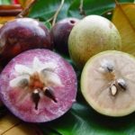 What are the benefits of star apple?