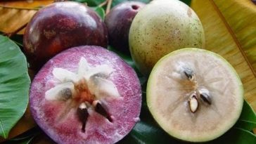 What are the benefits of star apple?