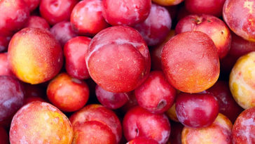 What are the best tasting plums?