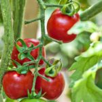 What are the best tomato plants?