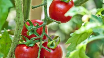 What are the best tomato plants?