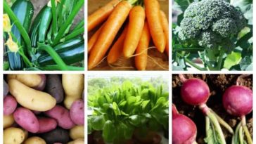 What are the easiest vegetables to grow UK?